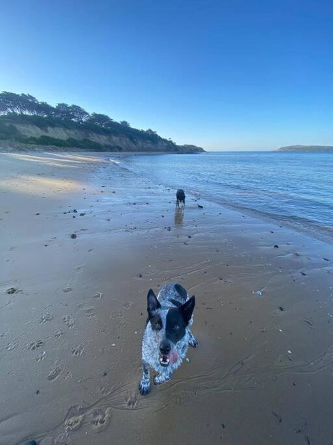 Salty Paws Dog Friendly Luxe Cottage - ACT Tourism 3