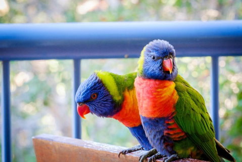 Sanctuary Lake Apartments - ACT Tourism 1