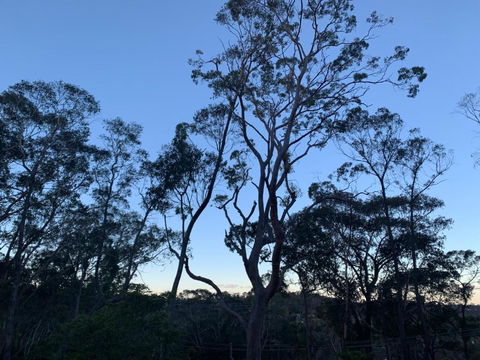 Snooty Fox Bed &Breakfast - ACT Tourism 3