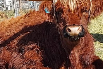 Straw House Farm - STANTHORPE with ACT Tourism