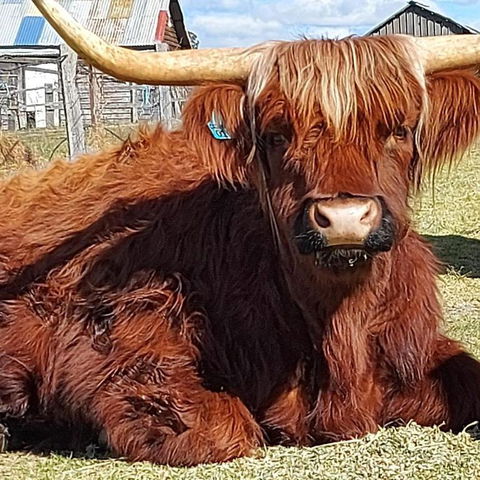 Straw House Farm - STANTHORPE - ACT Tourism 0