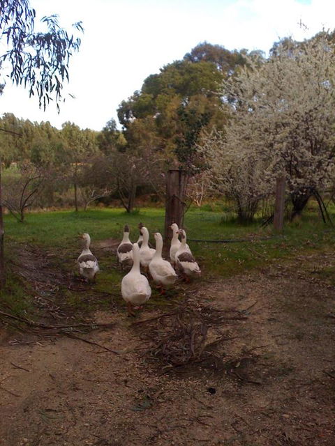 Bellbrae Harvest - ACT Tourism 3