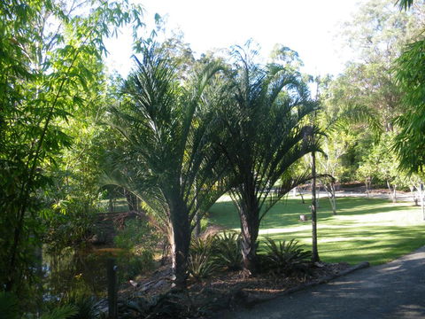 BoBRENE On Tamborine Nude Retreat - Quaint Cottage - ACT Tourism 2