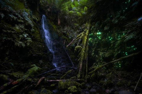 The Source, Otways - ACT Tourism 1