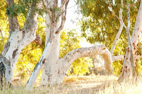 Wooramel River Retreat - ACT Tourism 3
