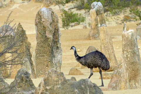 Private, Luxury Pinnacles Tour: Stargazing, Sand-boarding & Sightseeing - ACT Tourism 5