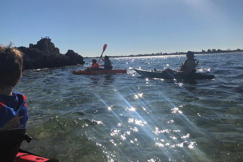 Penguin Island And Fremantle - Canoe, Chocolate & Coffee - ACT Tourism 1