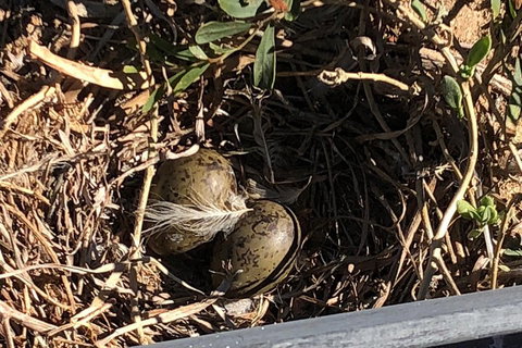 Penguin Island And Fremantle - Canoe, Chocolate & Coffee - ACT Tourism 3