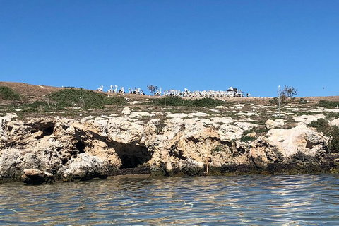 Penguin Island And Fremantle - Canoe, Chocolate & Coffee - ACT Tourism 5