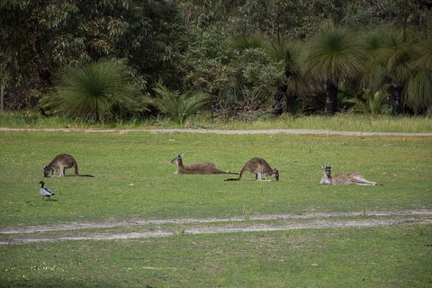 Yanchep & Lancelin - Wildlife, Cave And Sands - ACT Tourism 0