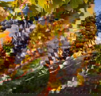 Full Day Tamar Valley Wine Tour - ACT Tourism