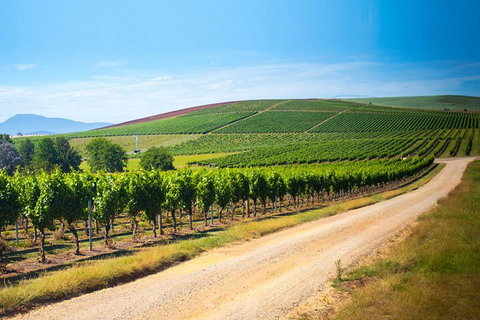 Full Day Tamar Valley Wine Tour - ACT Tourism 1