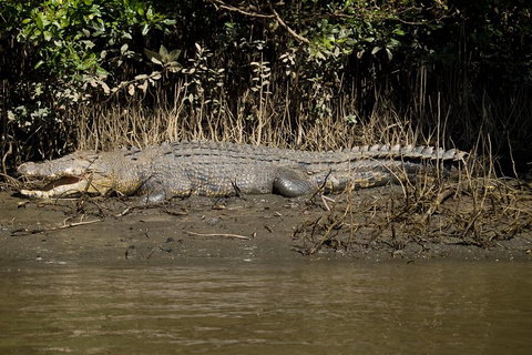 5-Day Best Of Cairns With Daintree, Kuranda, And Great Barrier Reef - ACT Tourism 5