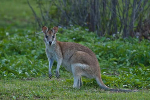 Cairns 4WD Waterfall And Rainforest Tour Including Kuranda Scenic Railway - ACT Tourism 2