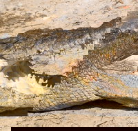 4-Day Cairns Ultimate Combo Daintree Rainforest Reef Kuranda  Paronella Park - ACT Tourism