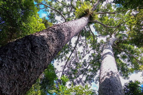 Paronella Park And Millaa Millaa Falls Full-day Tour From Cairns - ACT Tourism 1