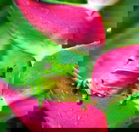 Cape Tribulation Mossman Gorge and Daintree Rainforest Premium Day Tour - ACT Tourism