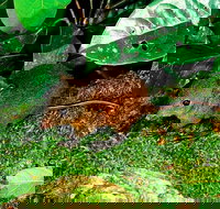 3-Day Small-Group Tour of North Queensland with Pick Up - ACT Tourism