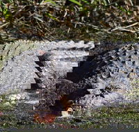 Full Day Tour in the Daintree - ACT Tourism