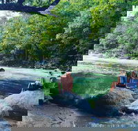 Afternoon Half-Day Daintree Rainforest and River Tour - ACT Tourism