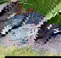 Private Blue Mountains Tour with Kangaroo and Koala Experience - ACT Tourism