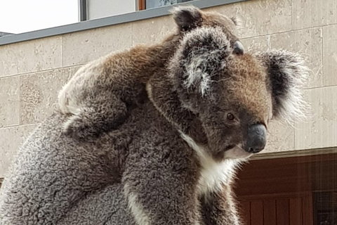 Adelaide Shore Excursion: Adelaide City Tour By Private Limo - ACT Tourism 4