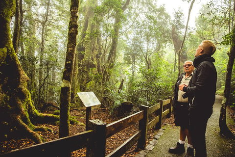 Full-day Springbrook National Park Tour From The Gold Coast - ACT Tourism 1