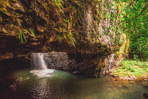 Full-day Springbrook National Park Tour From The Gold Coast - ACT Tourism 4