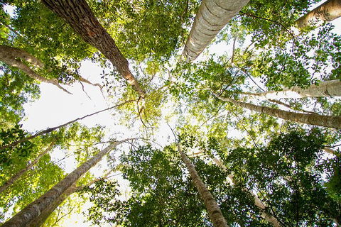 Fraser Island 4WD Tour From Noosa - ACT Tourism 0