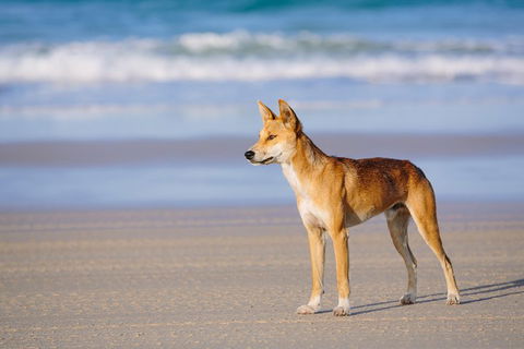 Fraser Island 4WD Tour From Rainbow Beach - ACT Tourism 2
