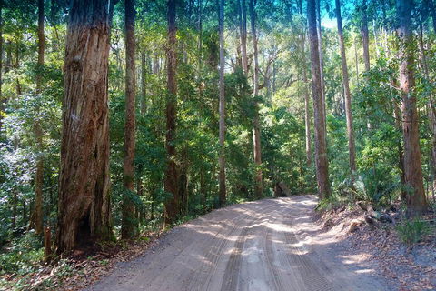 Fraser Island 4WD Tour From Rainbow Beach - ACT Tourism 4