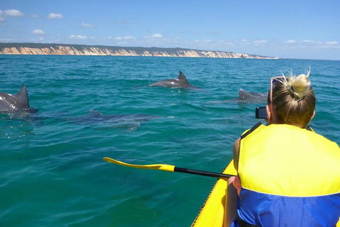 Kayak With Dolphins And 4WD Great Beach Drive Day Trip From Noosa - ACT Tourism 1