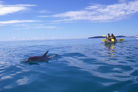 Kayak With Dolphins And 4WD Great Beach Drive Day Trip From Noosa - ACT Tourism 2