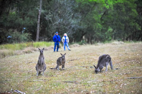 Blue Mountains Private Tour From Sydney - ACT Tourism 2