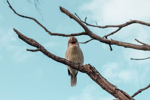 Highlights Of Kings Park - ACT Tourism 0