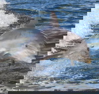 Noosa Oceanrider Scenic Dolphin Safari - ACT Tourism