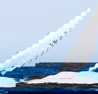 2-Hour Guided Whale Watching Tour at Noosa - ACT Tourism