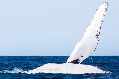 2-Hour Guided Whale Watching Tour At Noosa - ACT Tourism 0