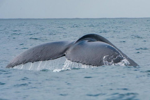 2-Hour Guided Whale Watching Tour At Noosa - ACT Tourism 1