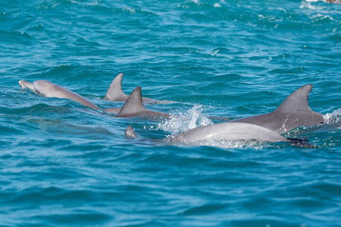 2-Hour Guided Whale Watching Tour At Noosa - ACT Tourism 2