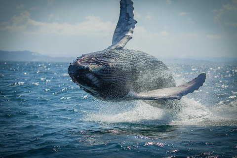 2-Hour Guided Whale Watching Tour At Noosa - ACT Tourism 3