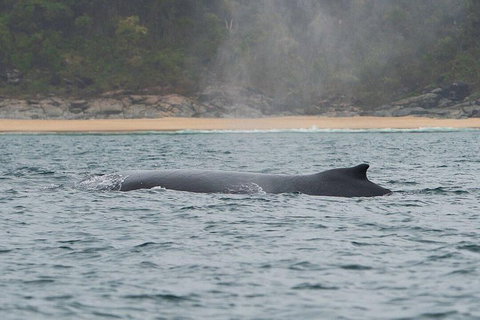 2-Hour Guided Whale Watching Tour At Noosa - ACT Tourism 5