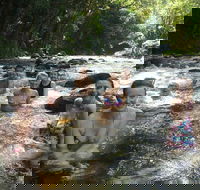 Daintree Rainforest Cape Tribulation Mossman Gorge Small-Group Day Tour - ACT Tourism