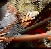 Ngana Julaymba Dungay - Half Day - ACT Tourism