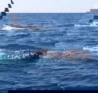 Noosa Whale Watching - ACT Tourism