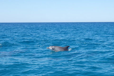 Noosa Wild Dolphin Safari - ACT Tourism 1