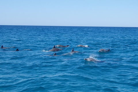 Noosa Wild Dolphin Safari - ACT Tourism 3