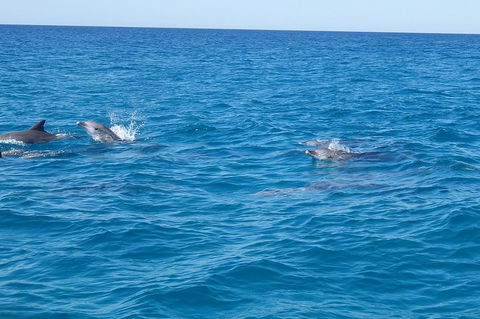 Noosa Wild Dolphin Safari - ACT Tourism 4