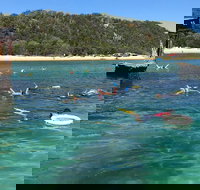 All Inclusive Dolphin and Tangalooma Wrecks Cruise - ACT Tourism