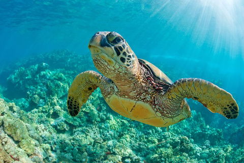 All Inclusive Dolphin And Tangalooma Wrecks Cruise - ACT Tourism 3